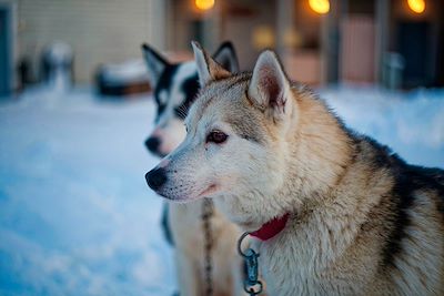 Chiens de traineau - Laponie - Finlande