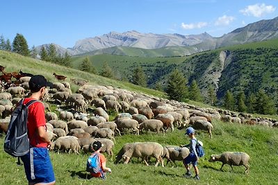 Rencontre avec un berger de Haute Bléone - France