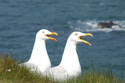 Belle Ile en Mer - Bretagne