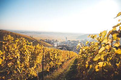 Vignoble alsacien en automne - France