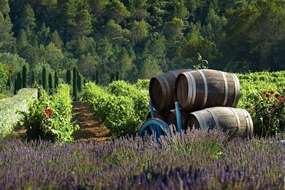 Dentelles - Ventoux - Provence - France