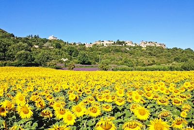 Champ de tournesols - Alpilles - Provence - France