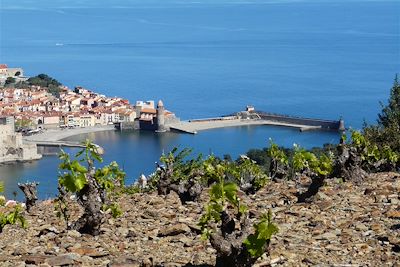 Vignes sur les hauteurs de Collioure - France