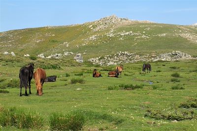 Plateau du Coscione - Corse - France