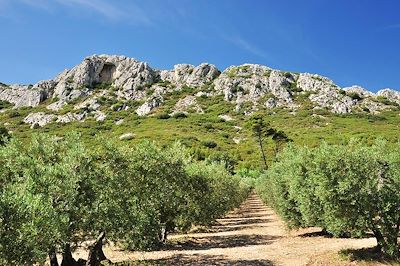 Alpilles - Provence - France