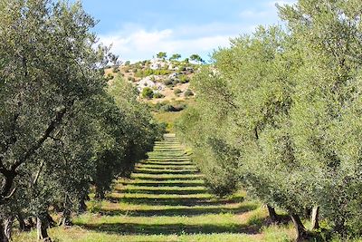 Champ d'oliviers - Alpilles - Provence - France