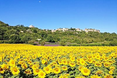 Champ de tournesols - Alpilles - Provence - France