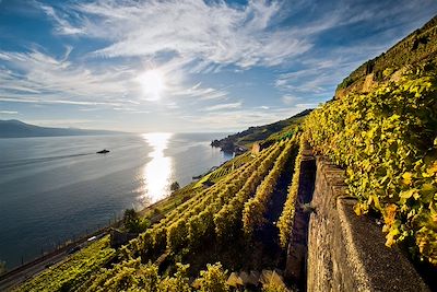 Le vignoble de St-Saphorin sur la rive du lac Leman - Suisse