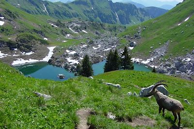 Bouquetin au lac de Darbon - Morzine - Alpes du Nord - France