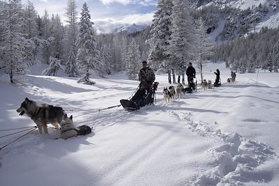 Chiens de traineau dans la Vallée de la Clarée - France