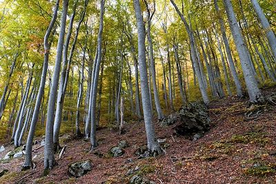 Forêt de Vizzavona - Haute- Corse - Corse - France