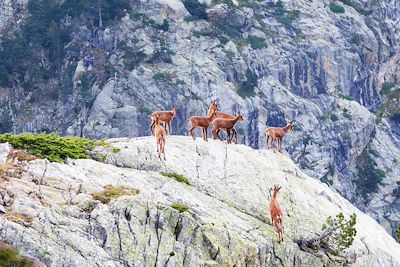 Groupe d'isards - GR10 - Pyrénées - France