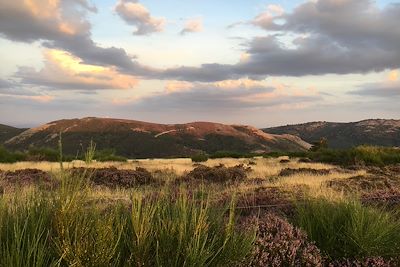 Plateau du Caroux - France