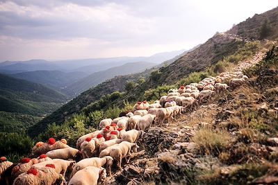 Transhumance dans les Cévennes - France