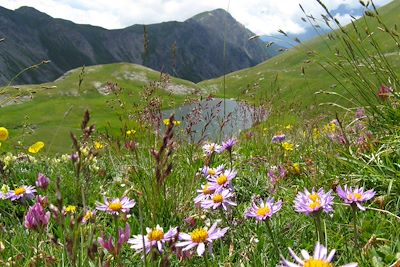 Parc Naturel Régional du Queyras - Hautes-Alpes - France