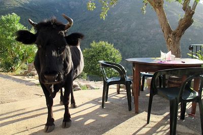 Pause en terrasse - Corse - France 