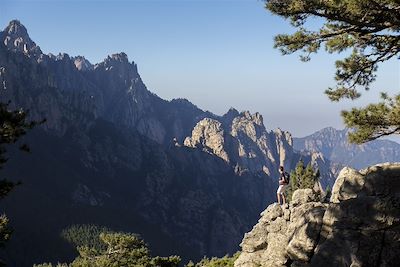 Forêt de pin Laricio du col de Bavella - Quenza - Alta Rocca - Gr 20 - Corse du Sud - France