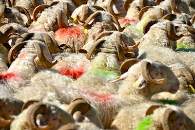 Transhumance - Béarn - France