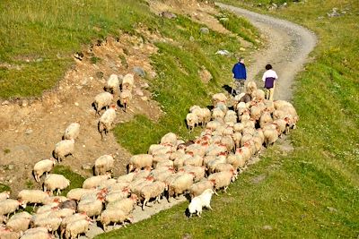 Transhumance - Béarn - France