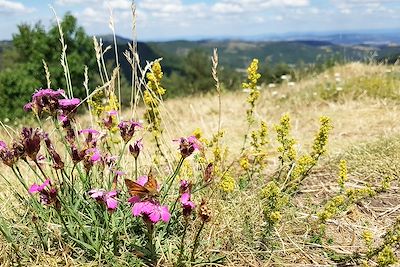 Les plantes comestibles et médicinales d'Auvergne