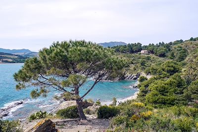 Crique sauvage - Anse de Paulilles - France