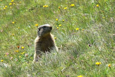 Marmotte 