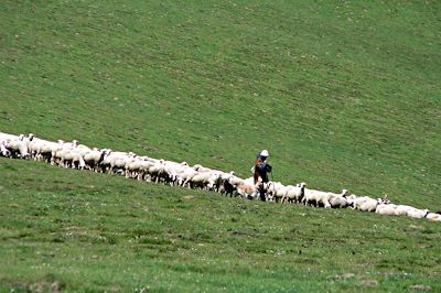 Troupeau de moutons - Pays basque - France