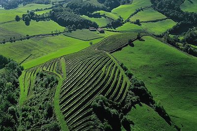 Vignobles d'Irouléguy - Pays basque - France