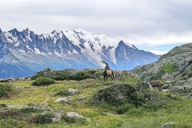 Voyage L'éveil des animaux en vallée du Mont-Blanc