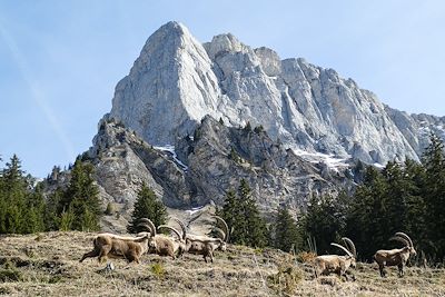 Alpage de Véran - Haute-Savoie - France