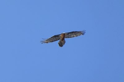 Gypaète barbu - Haute-Savoie - France