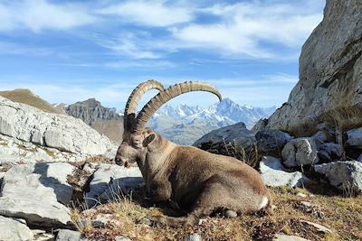 Bouquetin des Alpes - Haute-Savoie - France