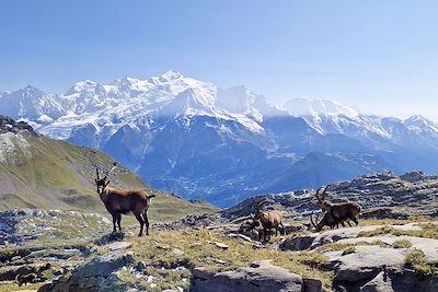 Combe de Platé - Haute-Savoie - France