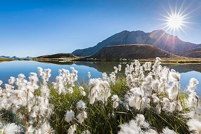 Boules blanches de la Linaigrette de Scheuchzer au lac de l'Eychassier - Parc naturel regional du Queyras - Hautes Alpes - France