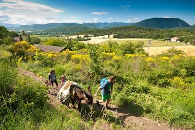 Ane au pied du Vercors - France