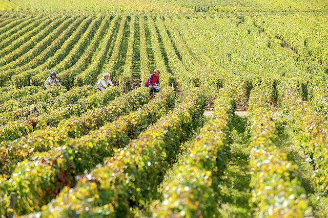 Voyage Bourgogne authentique, la route des vins à vélo