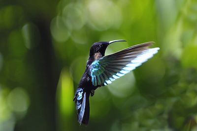 Colibri - Guadeloupe