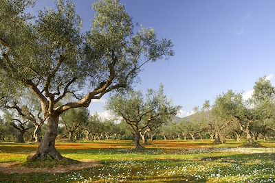 Oliveraie - Kalamata - Péloponnèse - Grèce