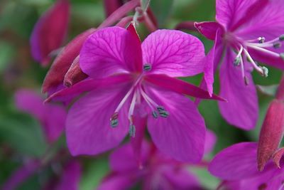 Flore du Groenland