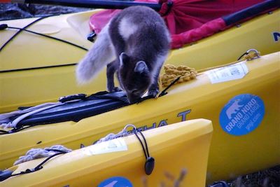 Kayak et banquise de la côte est - Groenland