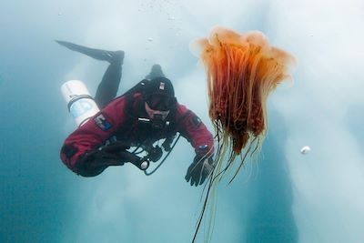 Plongée dans le fjord Sermelik - Groenland