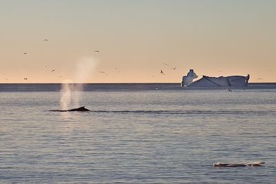 Baleine dans la baie de Disko - Groenland