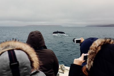 Observation des baleines - Nuuk - Groenland