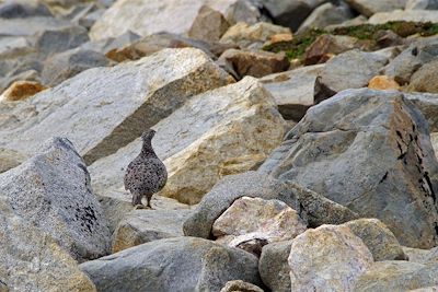 Poule des neiges - Groenland