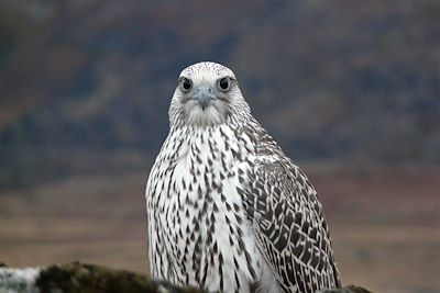 Faucon arctique - Groenland