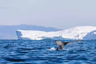 Une baleine à bosse adulte plonge parmi les icebergs d'Ilulissat, dans l'ouest du Groenland