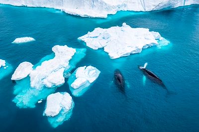 Vue aérienne de deux baleines à bosse - Groenland