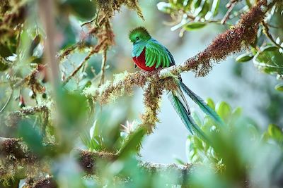 Quetzal - Guatemala