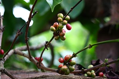 Plantation de café