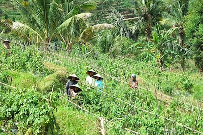 Culture de tomates - Sapit - Lombok - Indonésie